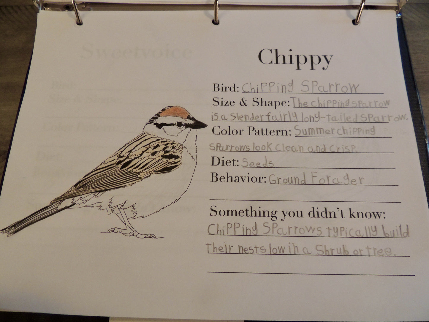 The Burgess Bird Writing & Coloring Book Full PDF