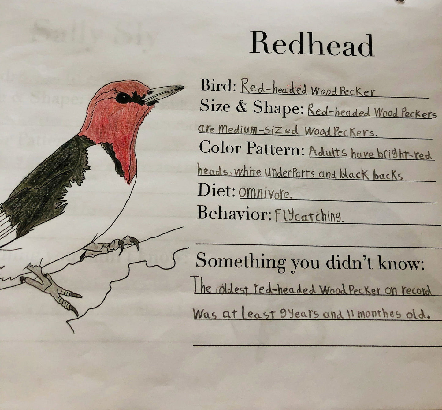 The Burgess Bird Writing & Coloring Book Full PDF